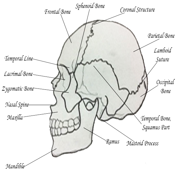 Side View Skull Labeled Lexi Wilson